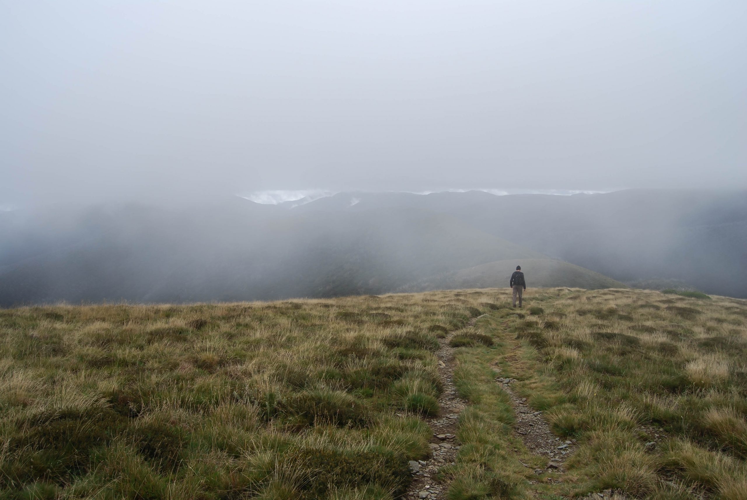 Feathertop mist David