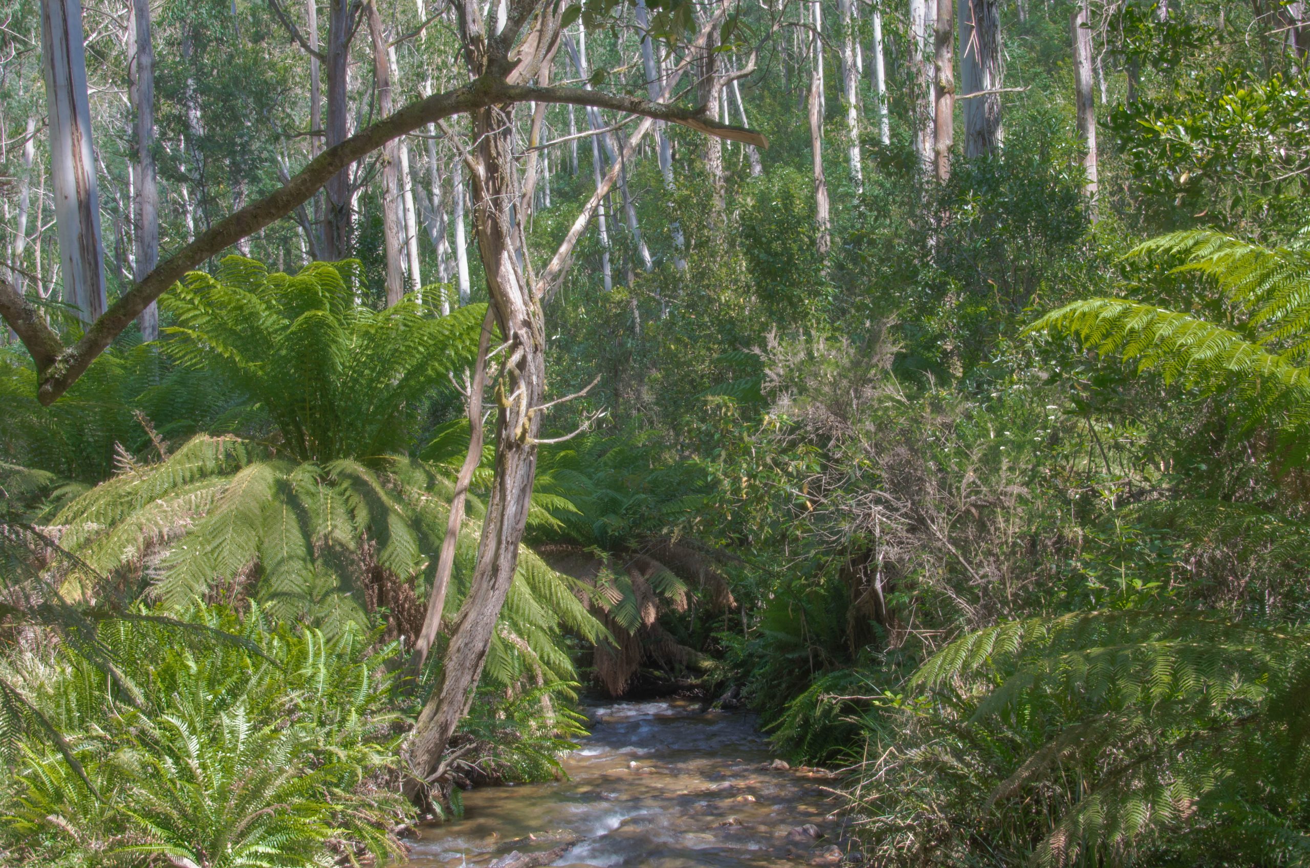 Alpine National Park